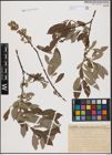 Foto von Salix aurita L. x Salix cinerea L.